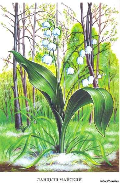 Ландыши в лесу рисунок