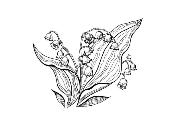 Рисунки цветов Ландыши