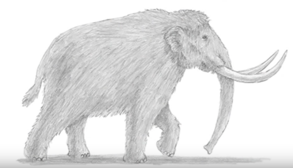 Мамонт раскраска