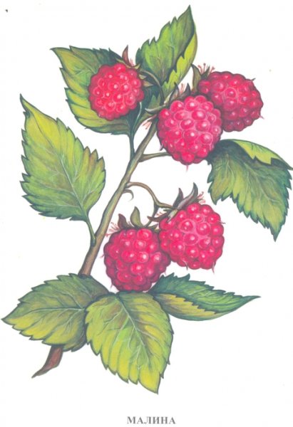 Вохринцева ягоды