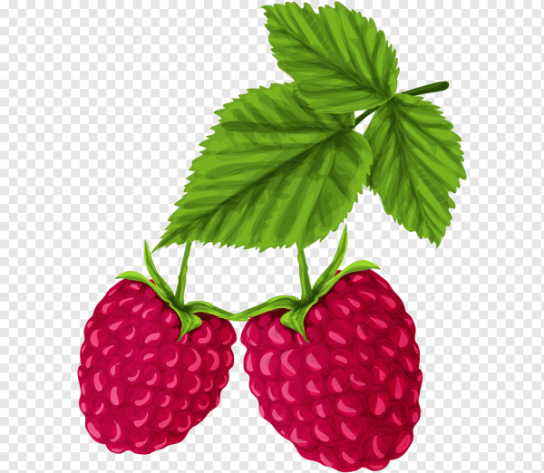 Малина для дошкольников