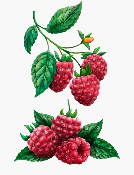 Ягоды рисунок