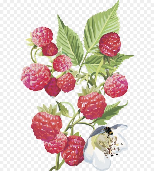 Рисунок малины куст малины малина