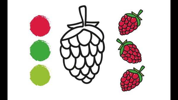 Раскраски простые малина