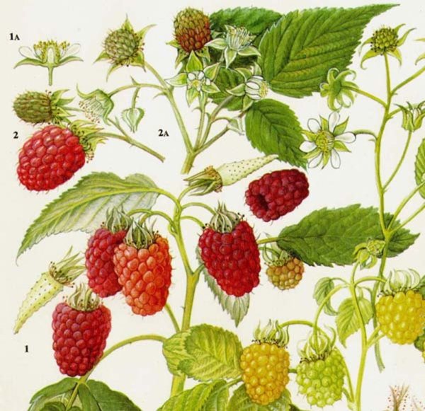 Малина обыкновенная ботаника