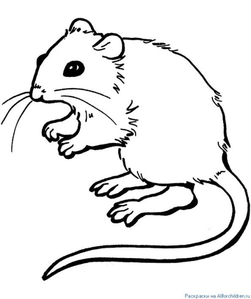 Крыса раскраска