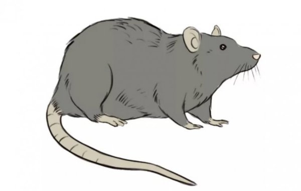 Нарисовать крысу