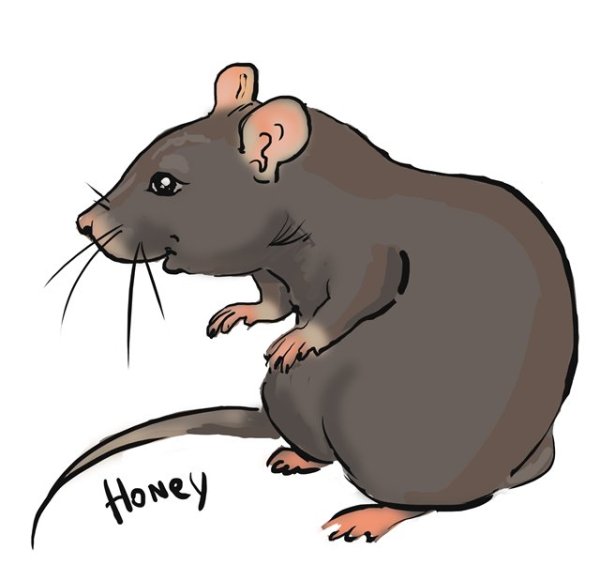 Rat для детей