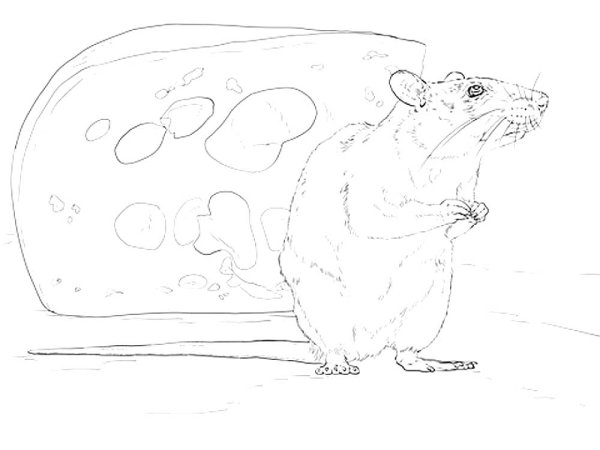 Крыса раскраска для детей