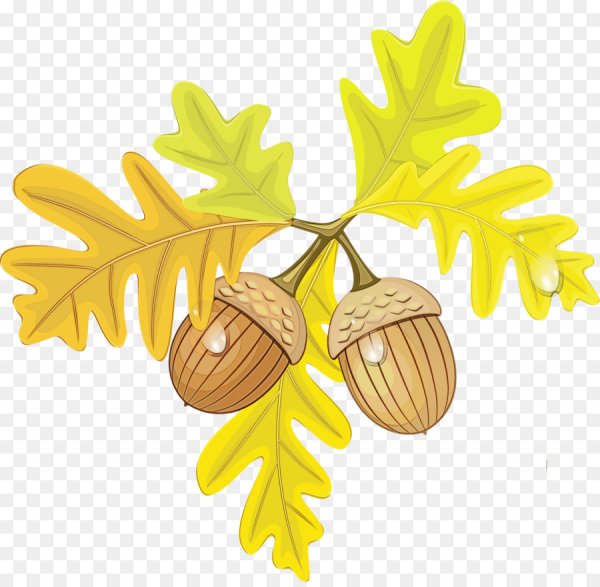 Желуди мультяшные