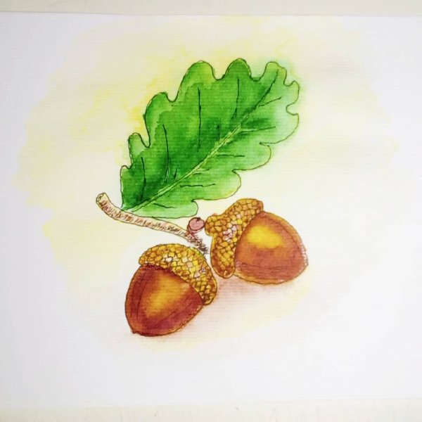 Желудь на прозрачном фоне