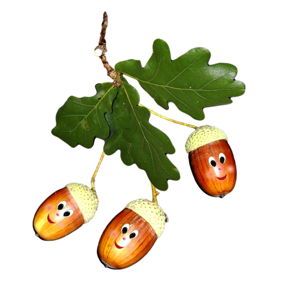 Нарисовать орех