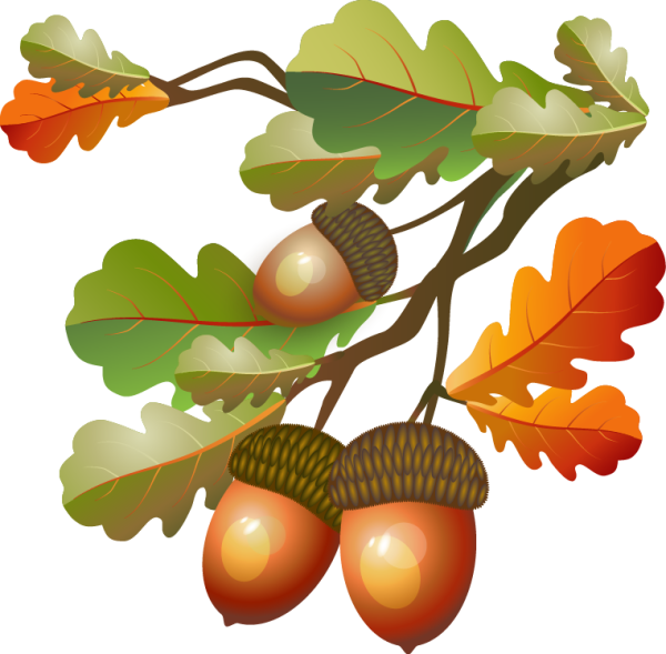 Желудь рисунок