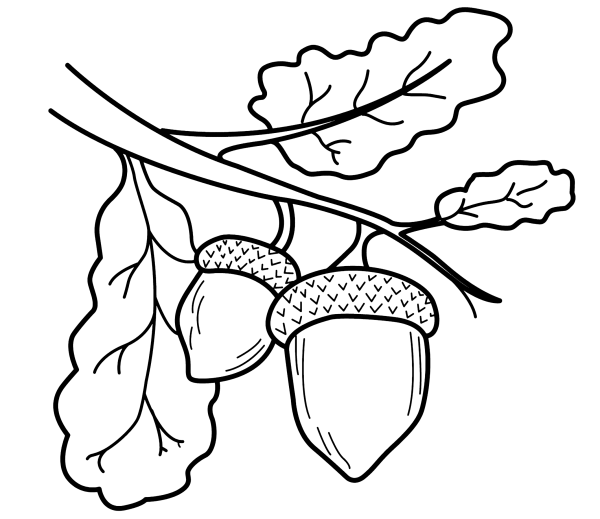 Желуди мультяшные