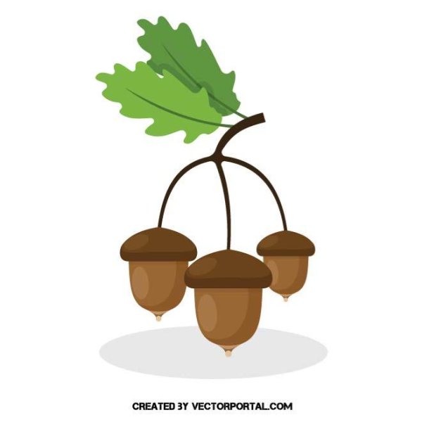 Желуди акварелью