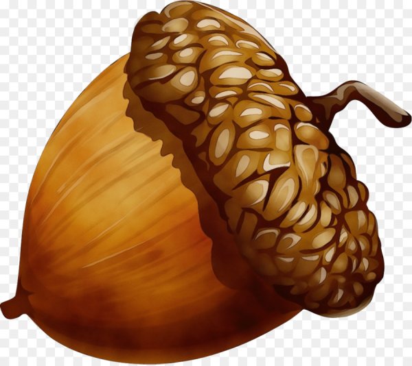 Желудь рисунок