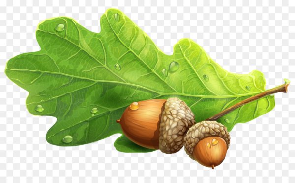 Рисование желуди на ветки