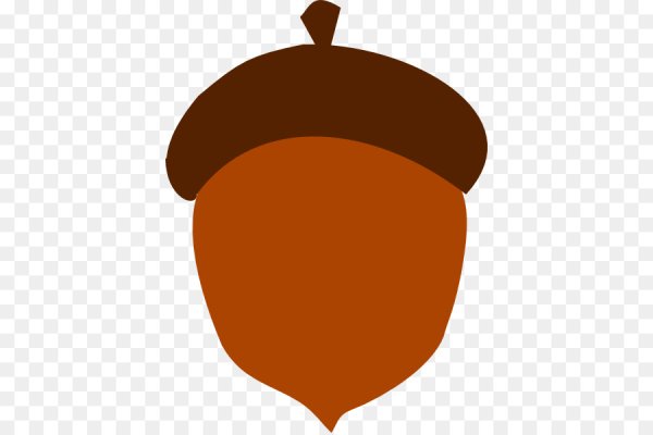 Жёлуди дуба