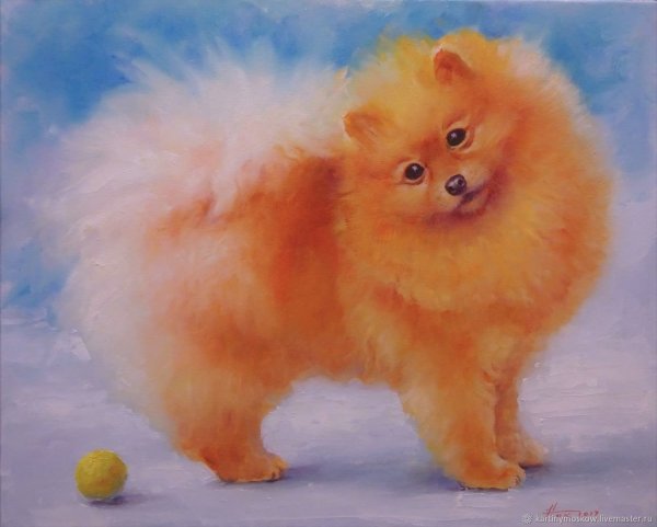 Померанский шпиц портрет