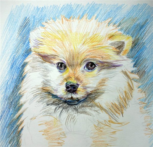 Щенок цветными карандашами