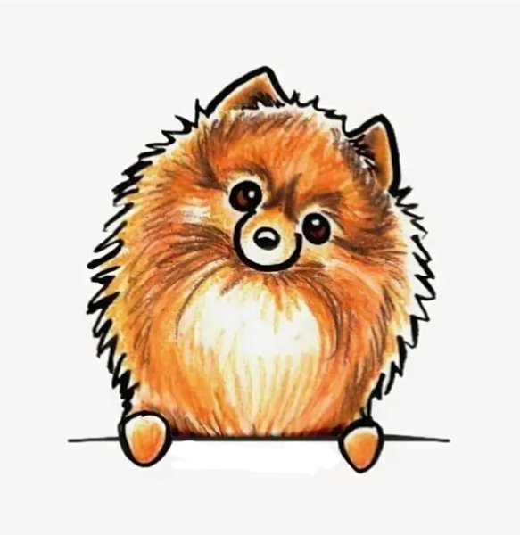 Шпиц рисунок