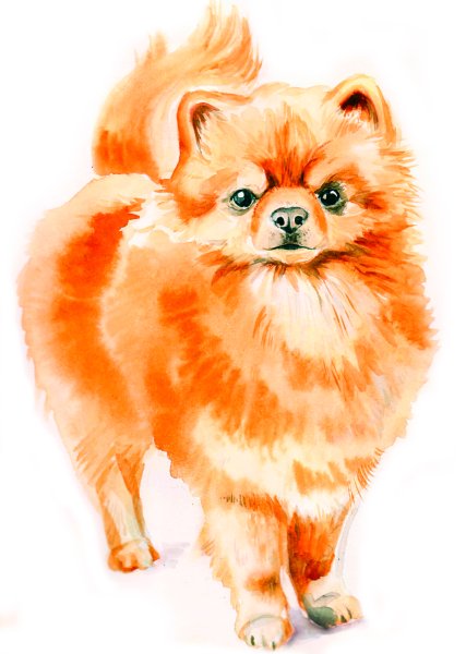 Шпиц померанский акварель