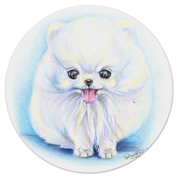 Померанский шпиц