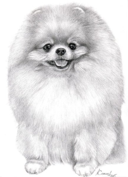 Померанский шпиц