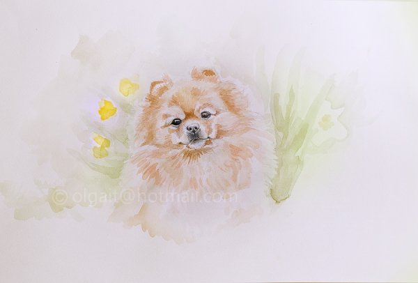 Необычные рисунки шпицев