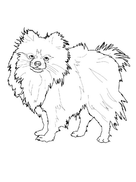 Шпиц померанский разукрасить