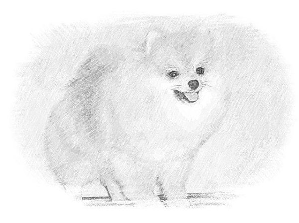 Нарисовать померанского шпица
