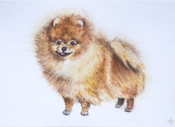 Рисование шерстью шпиц