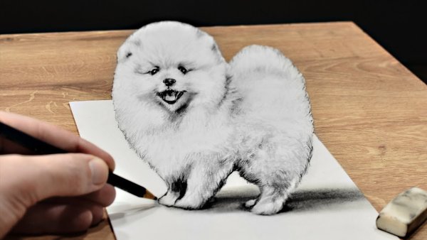 Шпиц пошаговое рисование