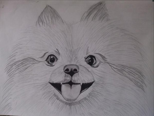 Собака шпиц карандашом