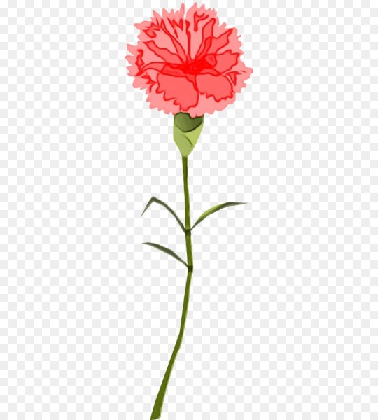 Гвоздика монпелийская