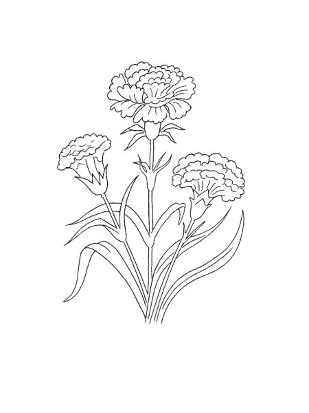 Гвоздика разукрашка