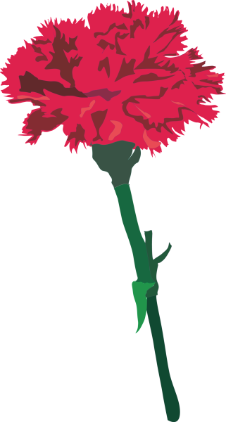 Гвоздики раскраска