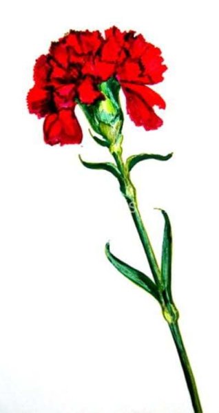 Гвоздика печать