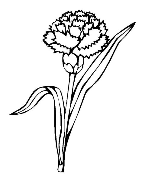 Гвоздики раскраска