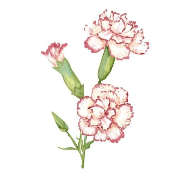 Стилизация гвоздики