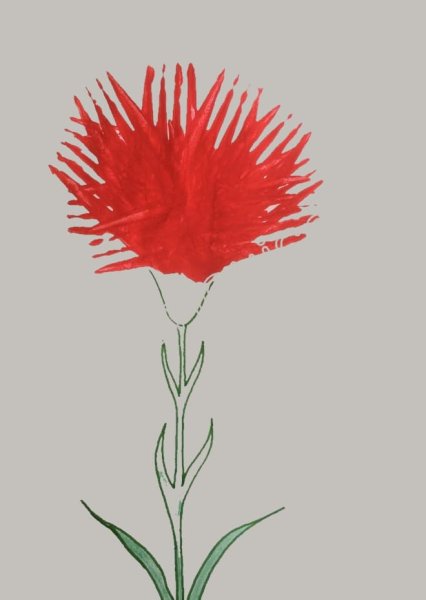 Гвоздика стебель с листьями