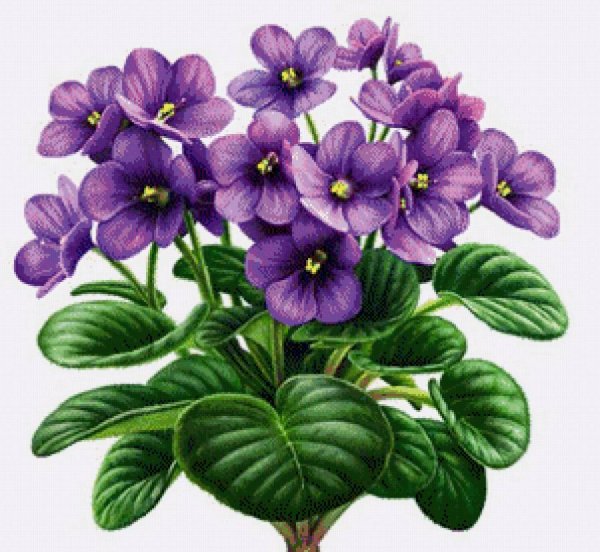 Узамбарские фиалки рисунок