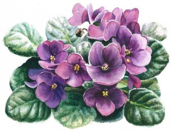 Лесные цветы