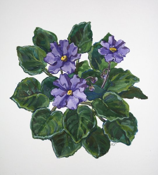 Фиалка рисунок для детей