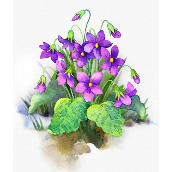 Фиалка для дошкольников