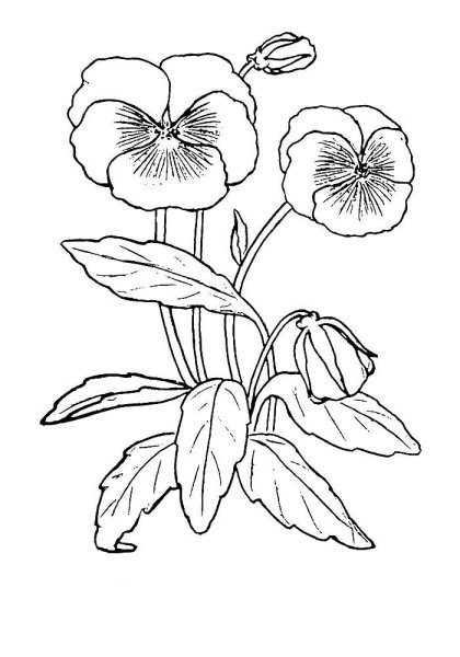 Рисование фиалка в горшке в средней