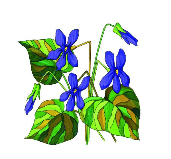 Рисовать фиалки цветными карандашами