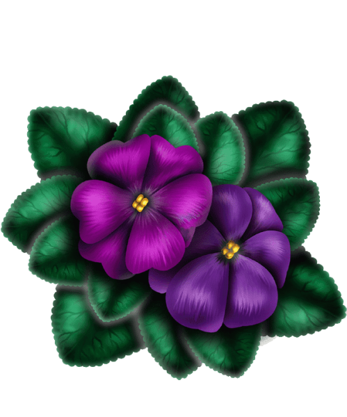 Фиалка раскраска для детей