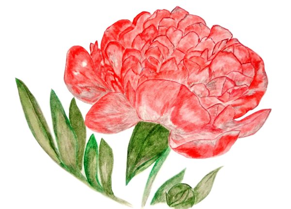 Цветы рисунок