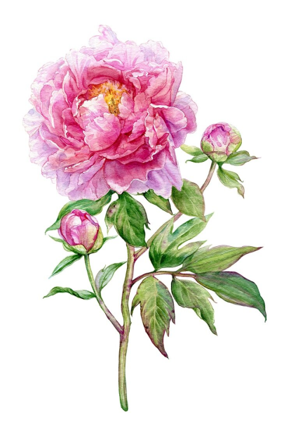 Акварель Тюлькина пионы